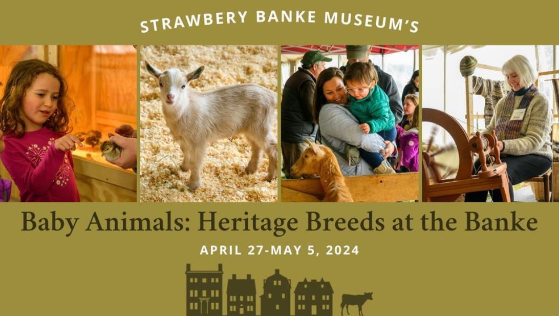NH Farm Heritage: Baby Animals Event at Strawbery Banke